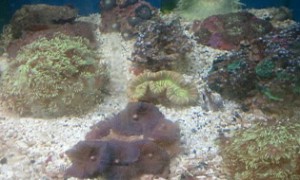 live corals brain corals