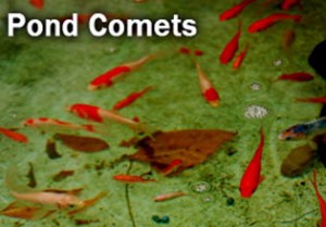 pond comets